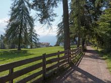 Un sentiero ai margini di un bosco