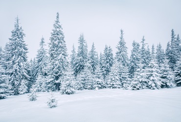 Wald im Schnee