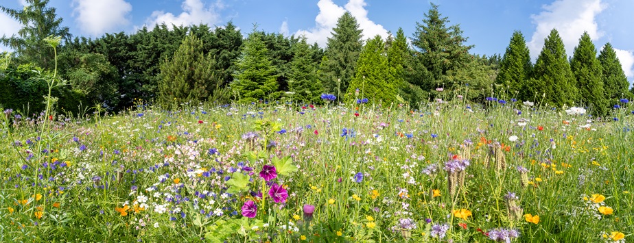 Eine Blumenwiese. 